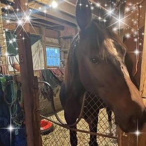 Meet your Posher, Bethlynne